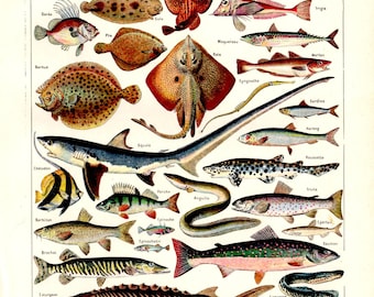 Original French Fish Lithograph from LAROUSSE Nouveau Larousse illustré Paris Edition 1939