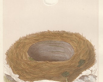 Gravura cromolitográfica antiga e original de um pássaro Blackstart, de 1870, revisada por F. Morris, intitulada "Uma História Natural dos Ninhos e Ovos de Pássaros Britânicos" (Garden).