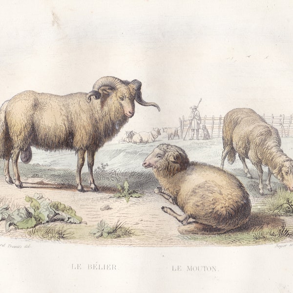 Original Antique Sheep Lamb Ram Farm Cattle Hand Colored Engraving from Works of Buffon Histoire Naturelle 1853