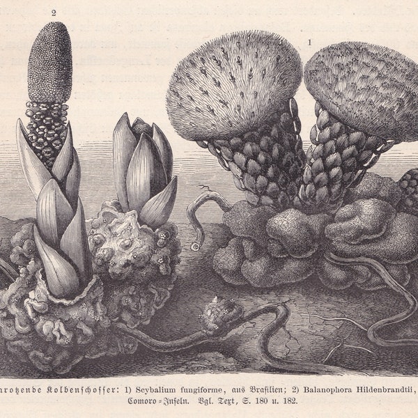 1896 Original Antique Scybalium fungiforme Parasitic Plant Root Fungus Print Engraving From Anton Kerner von Marilaun Pflanzenleben BPLT