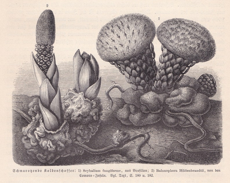 1896 Original Antique Scybalium fungiforme Parasitic Plant Root Fungus Print Engraving From Anton Kerner von Marilaun Pflanzenleben BPLT image 1