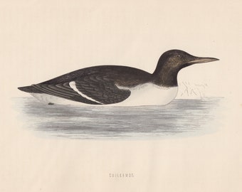 Gravura cromolitográfica antiga original de Guillemot, Rev. F. Morris, "Uma História das Aves Britânicas, Volume VI", ave marinha, c. 1800.