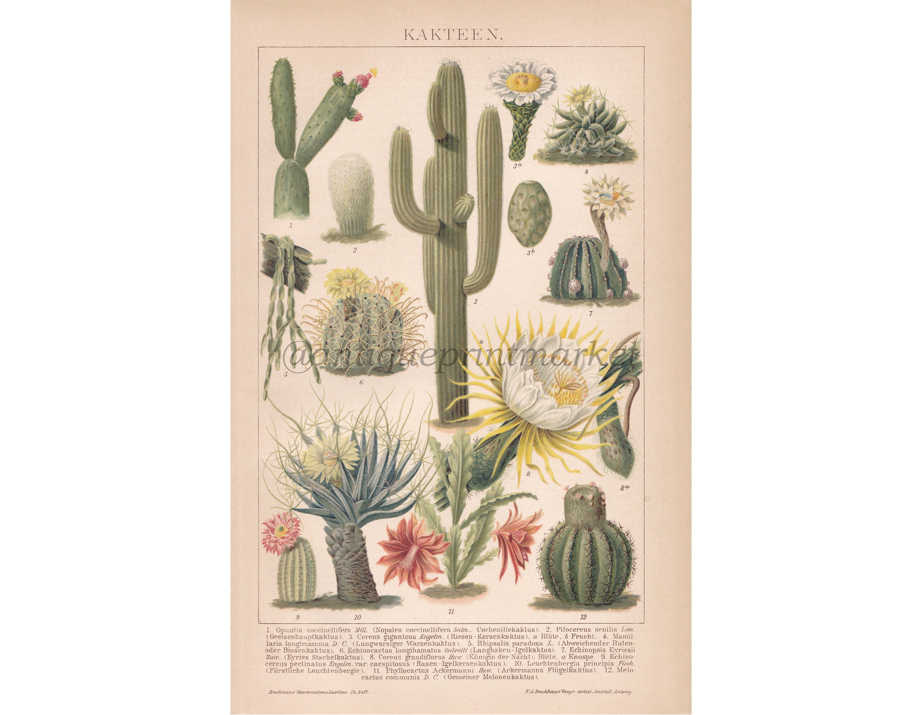 Antique 1892 Cactus Flowers German Chromolithograph Lithograph Print  Illustration Book Plate Brockhaus Konversations-lexikon BRC1 - Etsy