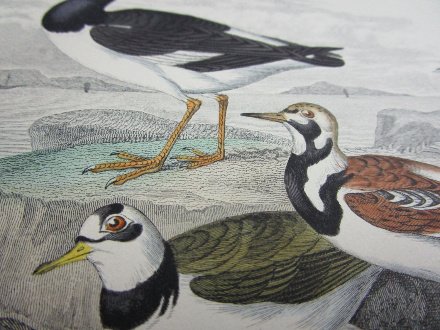 アンティークの海鳥の版画：1873年 オリバー・ゴールドスミス作 銅版画
