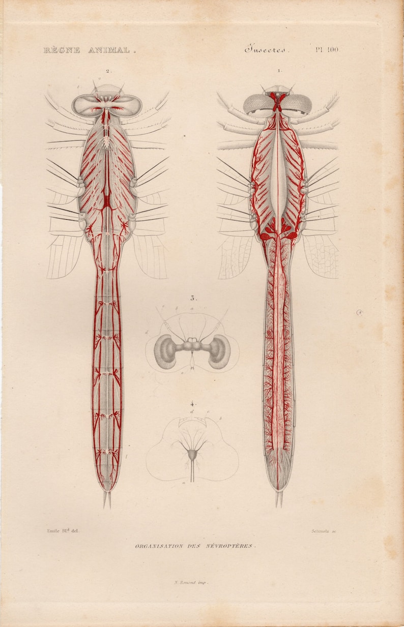 1836 Antique Original Engraving Le Règne Animal Paris Neuroptera Dragonfly Insect Anatomy Plate 100 1836 Cuvier Hand Colored Animal Kingdom - 