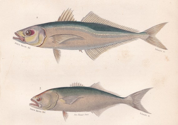 Original Antique Fish Print French Engraving Hand Colored Cuvier