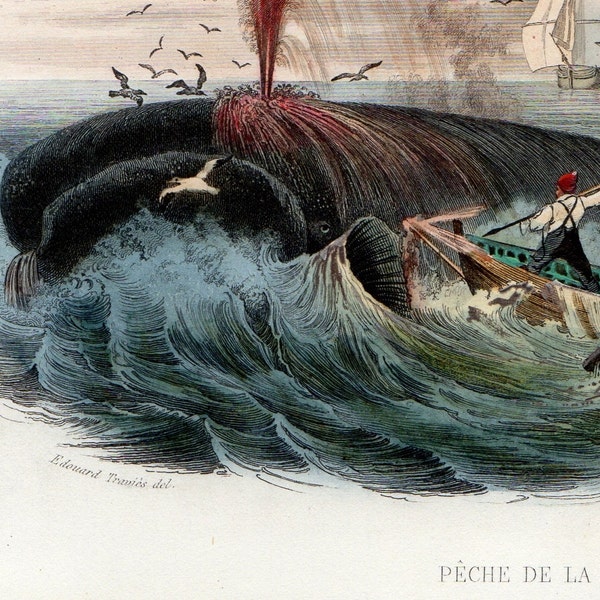 1850 Whaling Print by French Artist Edouard TRAVIES Sea Life Fish Ocean History