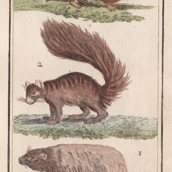 1787 Original Antique Marmot Red Squirrel Hamster Hand Colored Gravure from Natural History Quadrupeds TOME VI