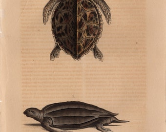 1834 Rare Antique Tortoise Turtle Sea Hawksbill Reptile Original Print Engraving Hand Colored Comte de Lacepede L'Histoire Naturelle