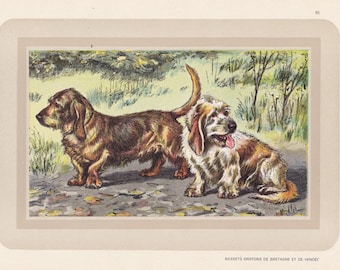 Original Vintage Hunting Basset Griffon Vendéen Basset Hound Dog Gundog Canine French Lithograph Wall Art Cabin Man Cave Hunter