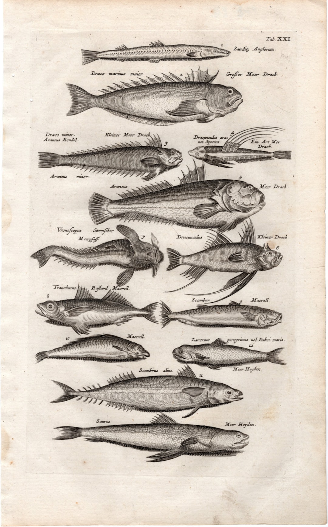 1657 Antique Fish Engraving: Historia Naturalis Print, Ichthyology Art ...