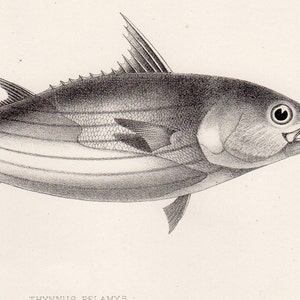 May include: Detailed black and white illustration of a fish, likely a tuna, with visible fins, scales, and a detailed eye. The fish is depicted in profile, with the scientific name "Thynnus Pelamys" at the bottom. The artwork is signed "Hanharf imp."