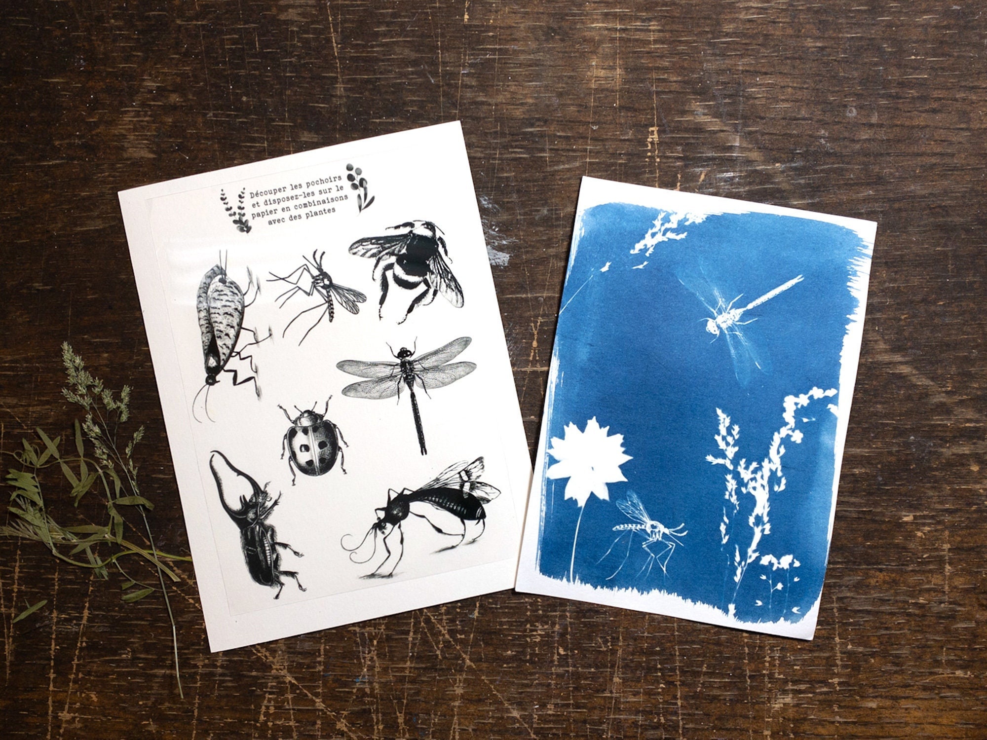 Kit de cyanotype: Pochoirs insectes, Créez vos impressions et cadeaux faits main, pour les cadeaux d'anniversaire, les artistes