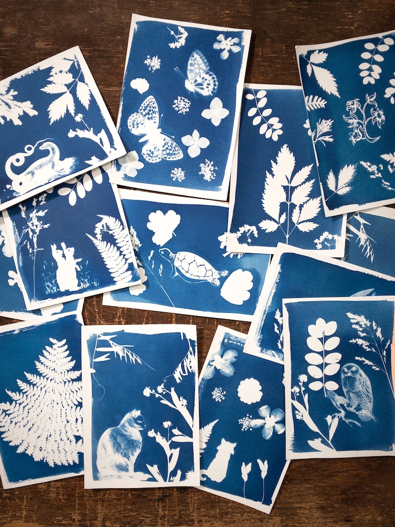 May include: A collection of cyanotype prints featuring various botanical and animal subjects, including butterflies, ferns, leaves, a turtle, a cat, and an owl. The prints are displayed on a wooden surface.