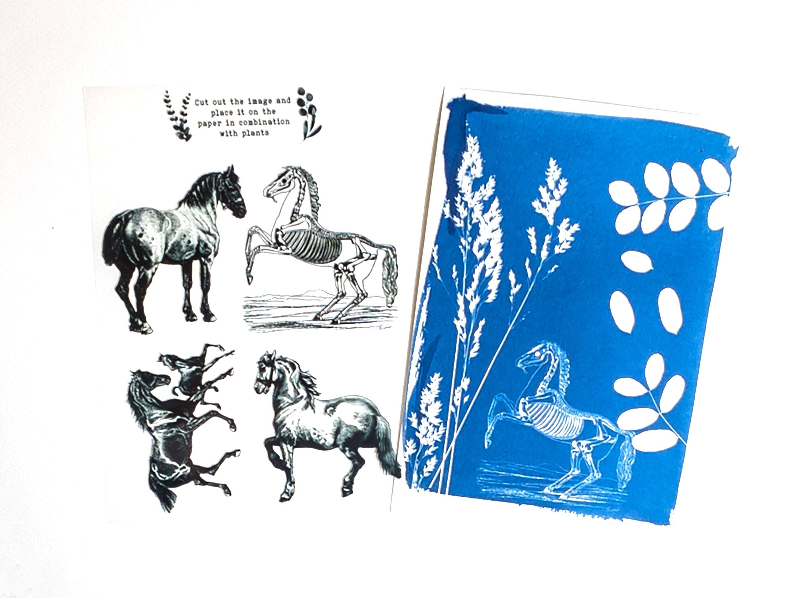 Kit de cyanotype: Pochoirs chevaux, Créez vos impressions et cadeaux faits main, pour les cadeaux d'anniversaire, les artistes