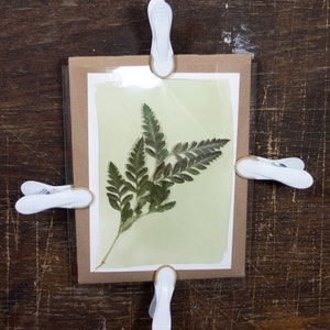 May include: A pressed fern leaf mounted on a light green paper, framed with a brown cardboard mat and clear plastic, held together with four white clips.