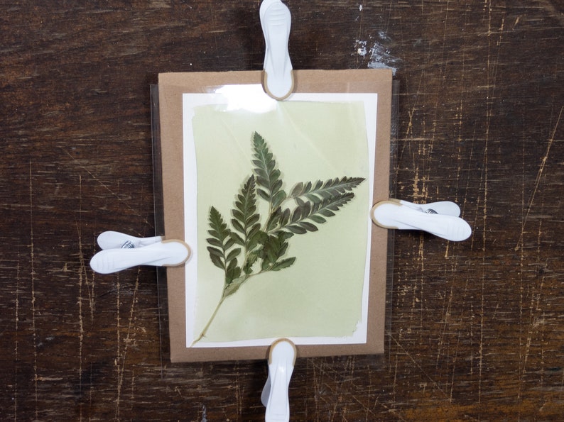 May include: A pressed fern leaf mounted on a light green paper, framed with a brown cardboard mat and clear plastic, held together with four white clips.