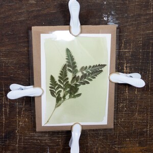 May include: A pressed fern leaf mounted on a light green paper, framed with a brown cardboard mat and clear plastic, held together with four white clips.