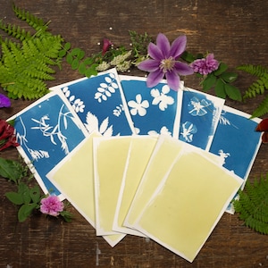 May include: Cyanotype prints of various plants and flowers on white paper. The prints are arranged in a fan shape on a wooden surface.