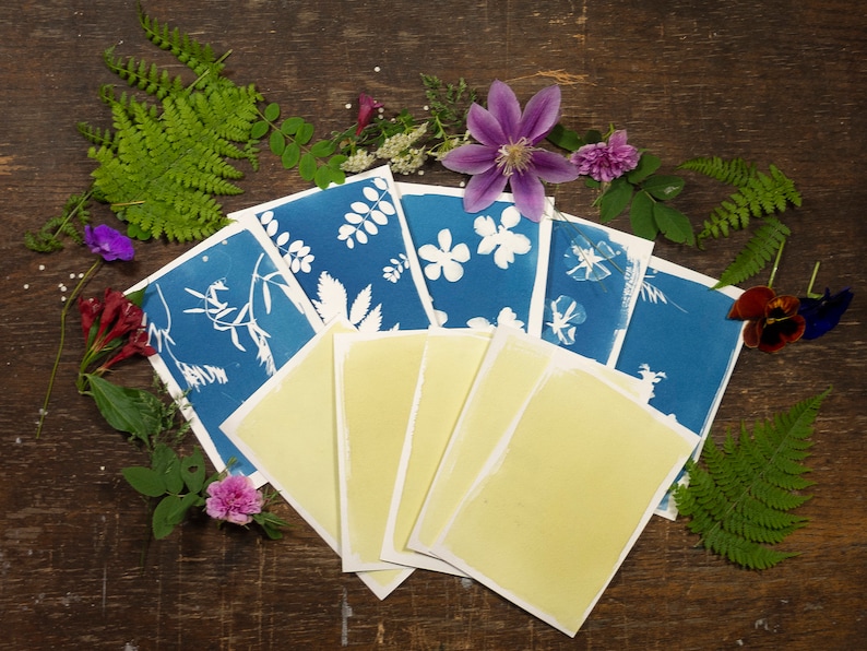 May include: Cyanotype prints of various plants and flowers on white paper. The prints are arranged in a fan shape on a wooden surface.