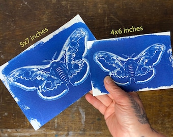 May include: Two cyanotype prints on white paper featuring a detailed moth illustration in deep blue. One print is labeled 5x7 inches and the other is labeled 4x6 inches. The moth design displays intricate wing patterns with circular markings and a textured body.