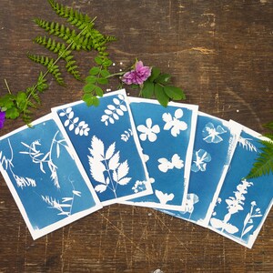 May include: Six cyanotype prints of various plants and flowers, arranged in a fan shape on a wooden surface. The prints are white on a blue background.