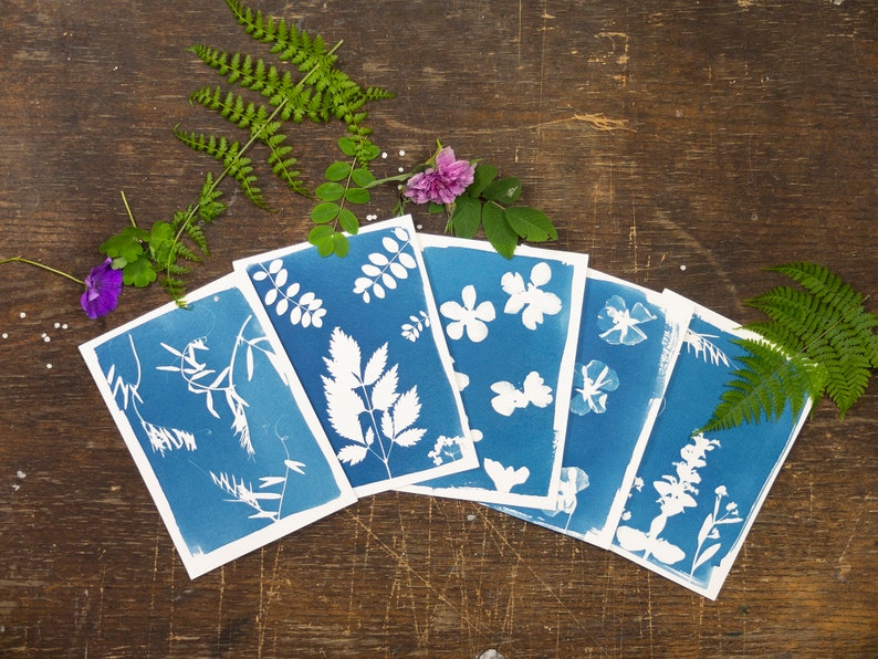 May include: Six cyanotype prints of various plants and flowers, arranged in a fan shape on a wooden surface. The prints are white on a blue background.