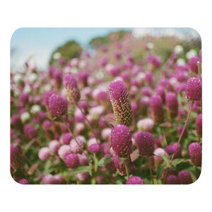 Op de afbeelding: Een veld met bloeiende kogelsalie met talloze kleine, bolvormige, levendig magentakleurige bloemen op dunne groene stengels. De bloemen hebben een textuur die doet denken aan klaver, met enkele knoppen in lichtere roze of witte tinten.