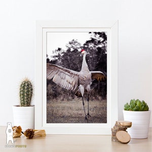 May include: A gray sandhill crane with a red crown stands with its wings spread wide in a grassy field. The crane is facing forward with its head tilted up and its beak open. The background is blurred and out of focus.