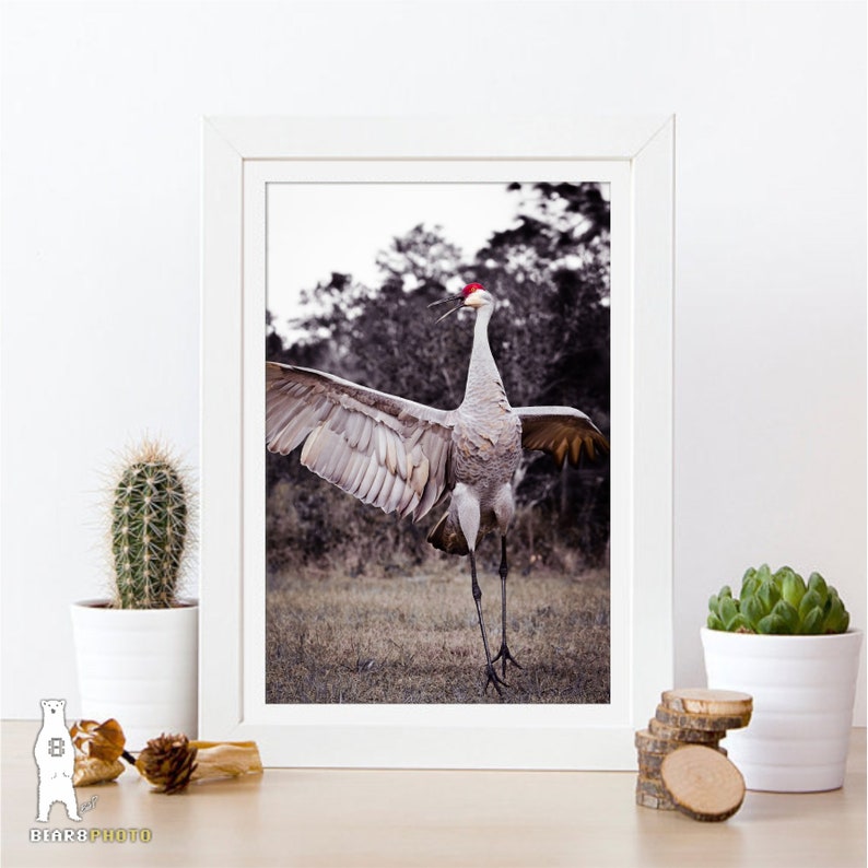 May include: A gray sandhill crane with a red crown stands with its wings spread wide in a grassy field. The crane is facing forward with its head tilted up and its beak open. The background is blurred and out of focus.