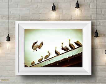 Key West Pelicans - Fine Art Prints - Vintage Nautical Beach House Decor