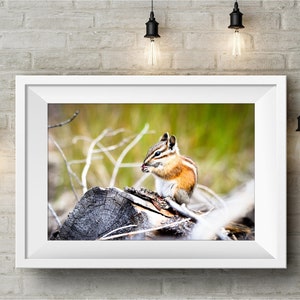 May include: A small chipmunk sits on a weathered log, eating a seed. The chipmunk is brown and white with a bushy tail. The background is a blurred green field.