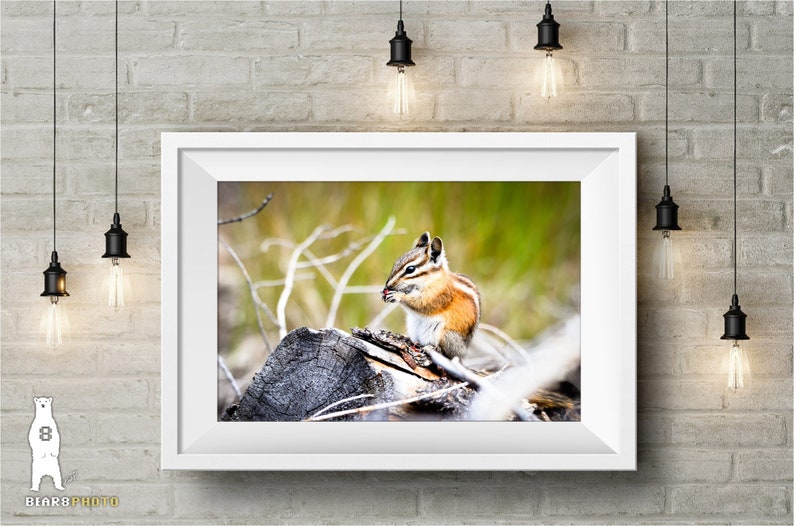 May include: A small chipmunk sits on a weathered log, eating a seed. The chipmunk is brown and white with a bushy tail. The background is a blurred green field.