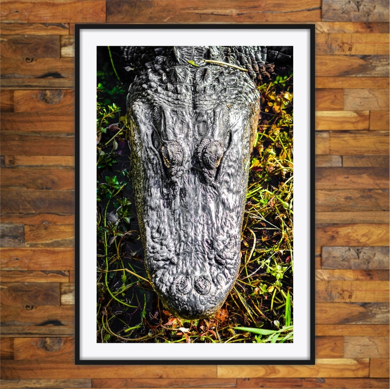 May include: A close-up of an alligator's head, showing its textured skin and eyes. The alligator is in a swampy environment with green plants.