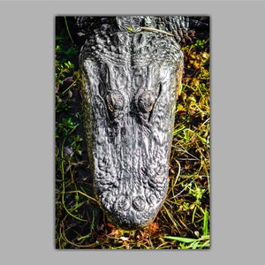 May include: Close-up of an alligator's snout, showing its textured skin and eyes. The alligator is partially submerged in water, with green plants visible around it.
