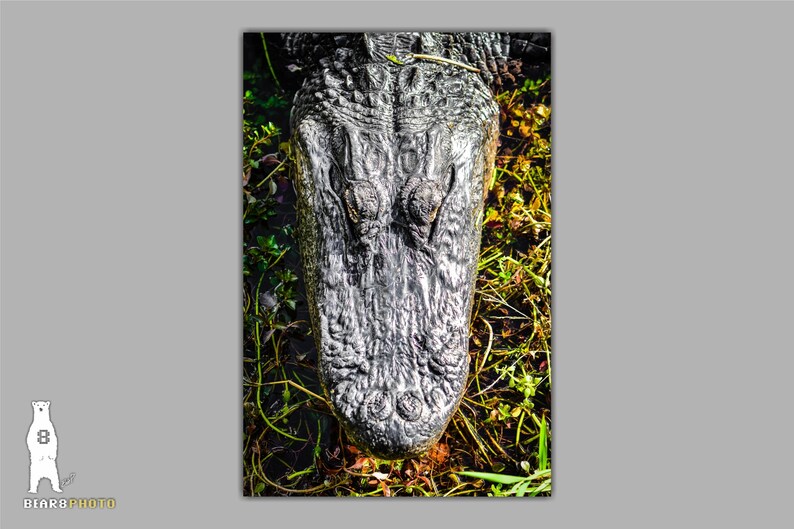May include: Close-up of an alligator's snout, showing its textured skin and eyes. The alligator is partially submerged in water, with green plants visible around it.