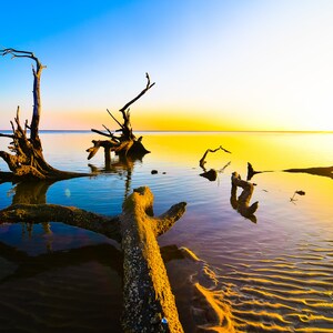 May include: A scenic landscape photograph of a golden sunset over a body of water with several bare tree branches partially submerged in the water. The water is a vibrant blue and reflects the golden light of the sunset.