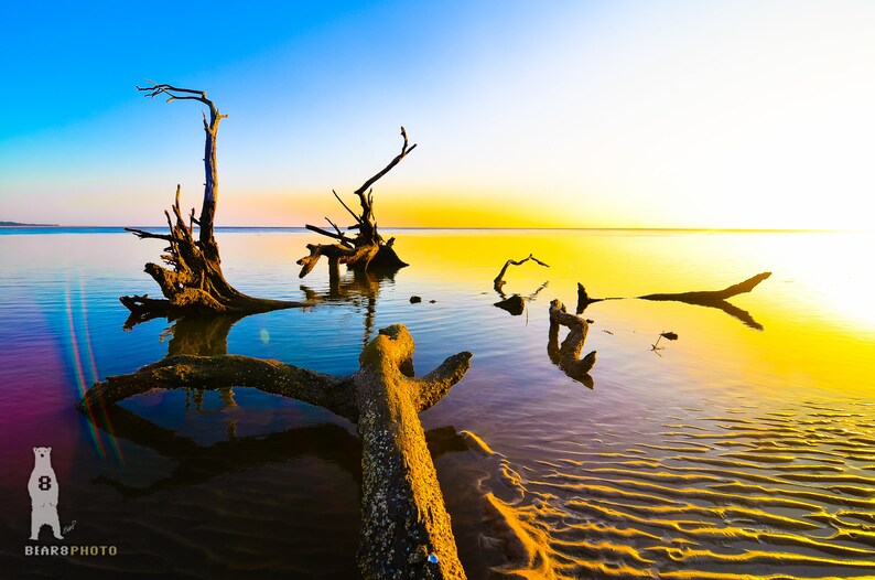 May include: A scenic landscape photograph of a golden sunset over a body of water with several bare tree branches partially submerged in the water. The water is a vibrant blue and reflects the golden light of the sunset.