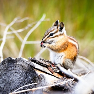 May include: A small chipmunk with brown and white fur sits on a gray log and eats a red berry.