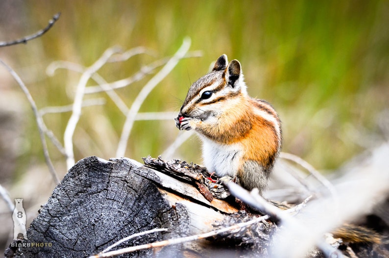 May include: A small chipmunk with brown and white fur sits on a gray log and eats a red berry.