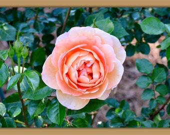 May include: A single peach-colored rose in full bloom with a soft, layered center. The rose is surrounded by green leaves.