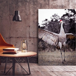 May include: A black and white photograph of a sandhill crane with its wings spread wide. The crane is standing in a grassy field with trees in the background. The crane's head is tilted back and its beak is open, as if it is calling.