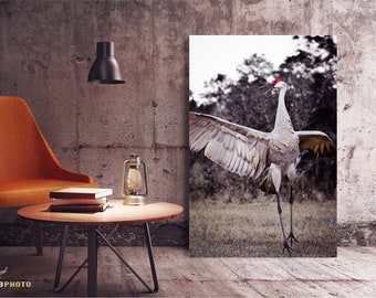 Sandhill Crane - Fine Art Nature Photography - Available as Paper, Canvas, & Metal