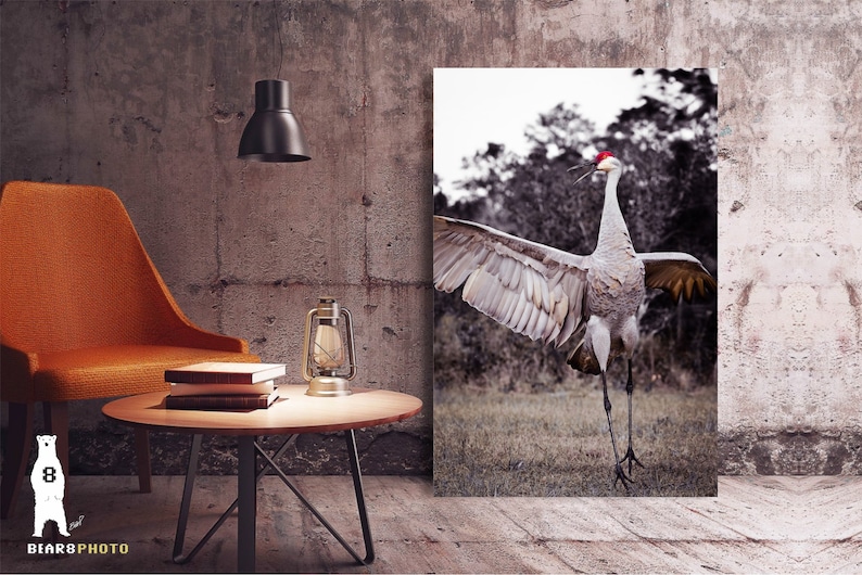 May include: A black and white photograph of a sandhill crane with its wings spread wide. The crane is standing in a grassy field with trees in the background. The crane's head is tilted back and its beak is open, as if it is calling.