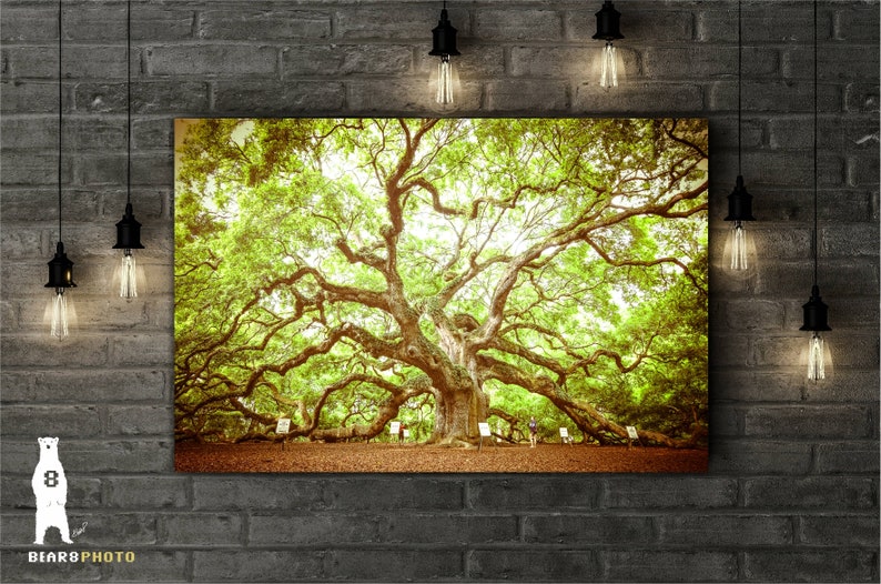 May include: A large, ancient oak tree with sprawling branches and lush green leaves. The tree is surrounded by a grassy area and a few people are visible in the distance.