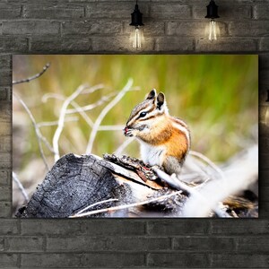 May include: A small chipmunk with brown and white fur sits on a weathered log and eats a berry. The chipmunk is in a forest setting with green grass and brown branches.