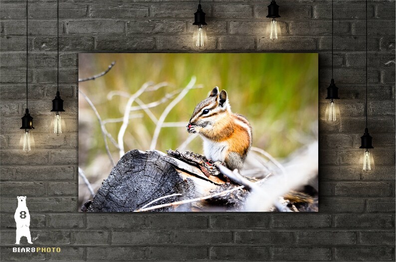 May include: A small chipmunk with brown and white fur sits on a weathered log and eats a berry. The chipmunk is in a forest setting with green grass and brown branches.