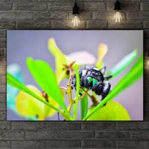 Jumping Spider Macro Photography by Bear8Photo - Available as Archival Paper, Canvas, & Metal Fine Art Prints