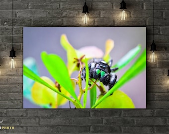 Jumping Spider Macro Photography Print: Everglades Fine Art