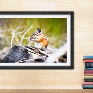 May include: A small chipmunk with brown and white fur sits on a tree stump and eats a seed. The chipmunk is in a forest setting with green grass and branches in the background.